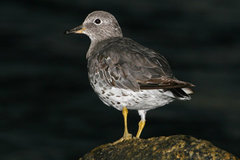 Surfbird